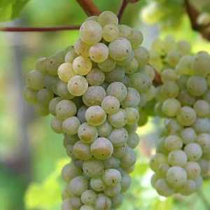 Bijelo vino `Mlijeko ljubljene žene `: opis, okus, recenzije