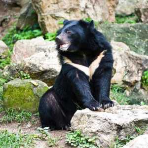 Bircus medvjedi: opis, staništa i prehrana