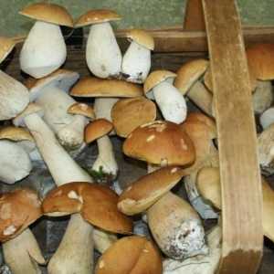 Bijele gljive: kako očistiti u šumi i kod kuće?