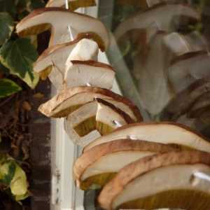 Bijele gljive: kako ih osušiti na mnogo načina