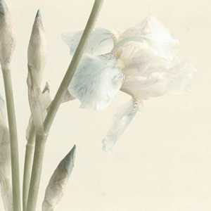 Bijeli irisi: sorte, opis, značajke uzgoja