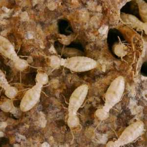 Bijeli mravi u stanu: kako se riješiti i razlozi za nastup