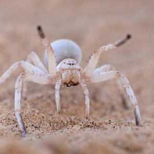 Bijeli pauk: Je li ga opasno upoznati?
