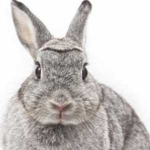 Trudnoća kod zečeva: koliko dugo traje, obilježja skrbi i definicija pojma