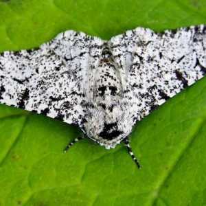 Birch Moth je štetočina koje morate osobno znati