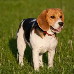 Beagle (pas). Štenci beagle. Beagle - lovac