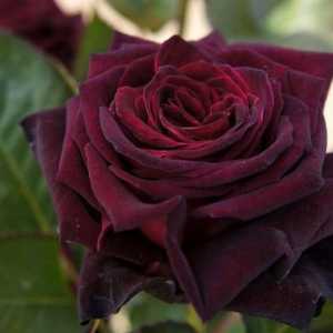 Crna Baccarat - ruža s jedinstvenom hladovinom