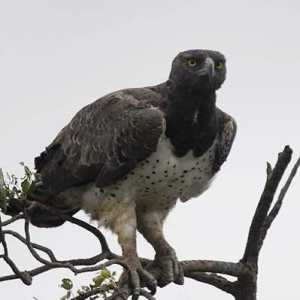 Боевой орел: описание внешнего вида, поведения и образа жизни хищника