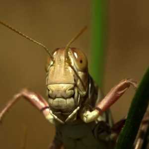 Strah od insekata i kako se riješiti