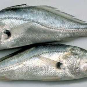 Lateralna linija riba i njegova uloga u ponašanju i životu riba
