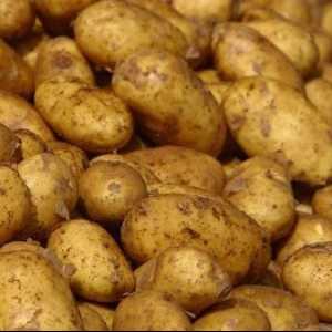 Bolesti i kontrola krumpira. Krumpir: bolesti i štetnici