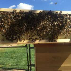 Bolesti pčela i njihovo liječenje. Dezinfekcija košnica