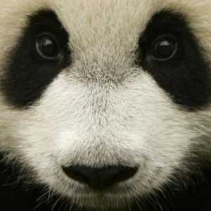 Velika panda iz Crvene knjige: fotografija, opis