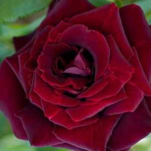 Bordeaux ruže - kraljevsko cvijeće
