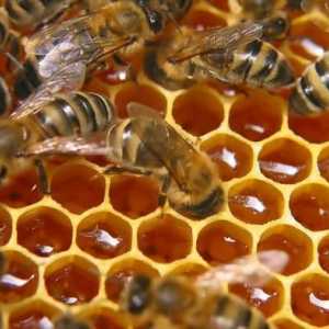Bortnichestvo je ... Pčelarstvo u drevnim Slavenima