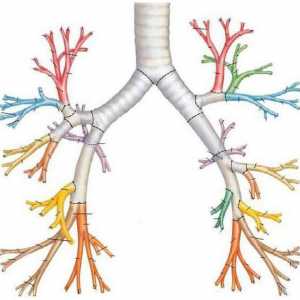 Bronhijalno disanje: vrste i oblici patološkog disanja