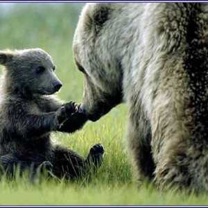 Smeđi medvjedi: značajke rasta i razvoja