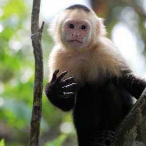 Majmun s lancima: opis, vrsta, stanište