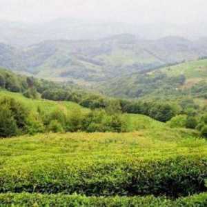 Čajne kuće u Sočiju: Uch-Dere selo, povijest i kultura ruskog čaja za piće