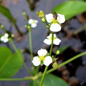 Chasusha plantain: opis, primjena u narodnoj medicini