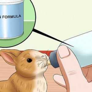 Što i kako hraniti zeca bez zeca