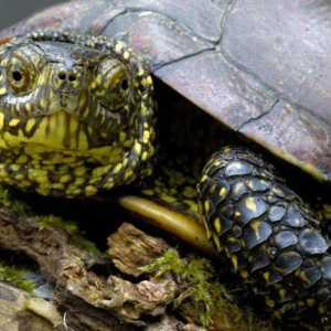 Što hraniti močvarno kornjače kod kuće?