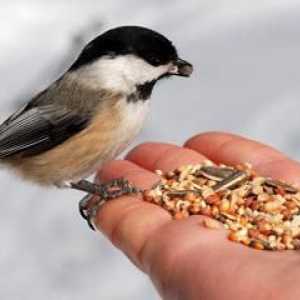 Što hraniti ptice zimi. Što hraniti ulične ptice zimi