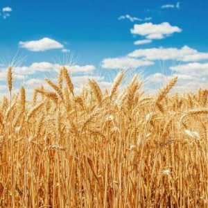 Koja je razlika između izgleda raži i pšenice?