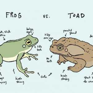 Koja je razlika između žabe i žabe? Sličnost žaba i zubaca