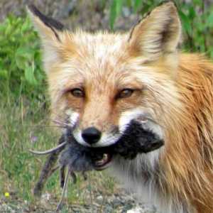 Što lisica jede? Što lisica jede u šumi zimi?