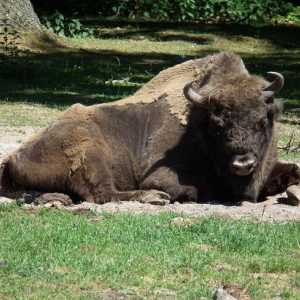 Što jesti bizon? Bialowieza Bison: fotografija, opis