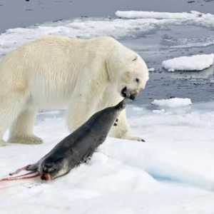 Što jesti polarni medvjedi? Polarni medvjed pingvina jede?