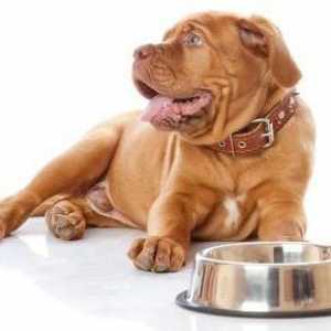 Što je korisno za pseću hranu `Grandorf`?