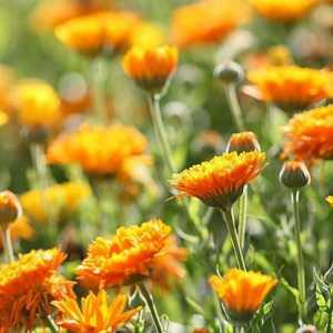 Koliko su korisni marigoldi (cvjetovi)?