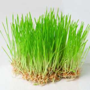 Koje su prednosti pšenične klica? Pšenica: korist i zla