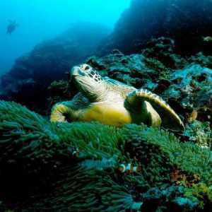 Što je poznato po zelenoj morskoj kornjači?