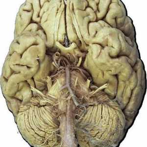 Kranijski živci, 12 para: anatomija, stol, funkcije