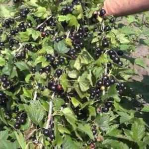 Crni ribizlar `dobrynya`: opis sorte, pravila poljoprivredne tehnologije