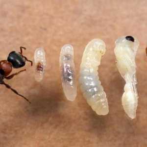 Četiri stadija razvoja mrav: potpuna transformacija