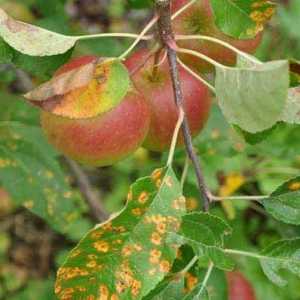 Što ako se hrđa pojavila na lišćem stabala jabuka?