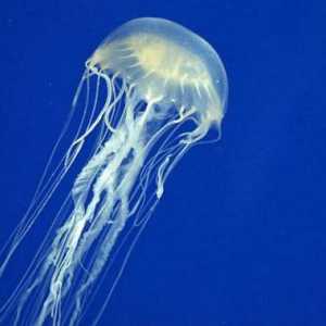 Što učiniti ako meduza žudi: prva pomoć, lijekovi, narodni lijekovi