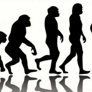 Što je karakteristično za ljudsku evoluciju?