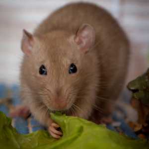 Što štakori jedu domaće i divlje? Što može i treba, i što se ne može jesti štakora?