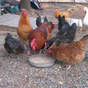 Što kokoši jedu na farmi peradi i kod kuće?
