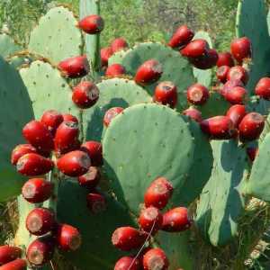 Što su Meksikanci proizvodili od vlaknastog drveta kaktusa u starim danima?