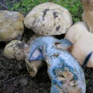 Što je upaljeno gljiva?
