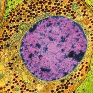 Što je citoplazma? Struktura, sastav i svojstva citoplazme