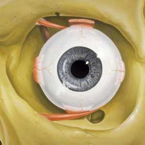 Što je oko? Što funkcionira oko u ljudskom tijelu?