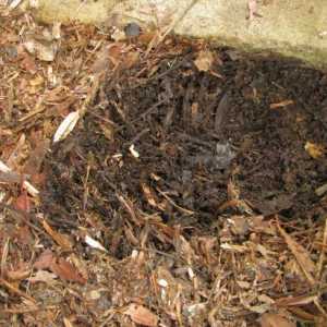 Što je humus? Što je humus tla: sastav i svojstva gnojiva