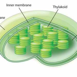 Što je kloroplast? Kloroplasti: struktura i funkcije
